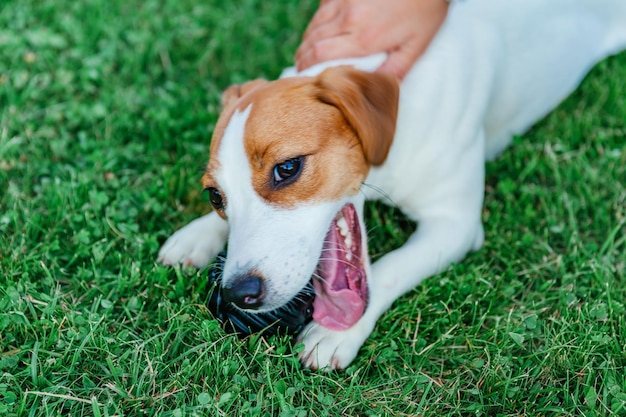 Jack Russell Terrier brinca com foco suave de bola