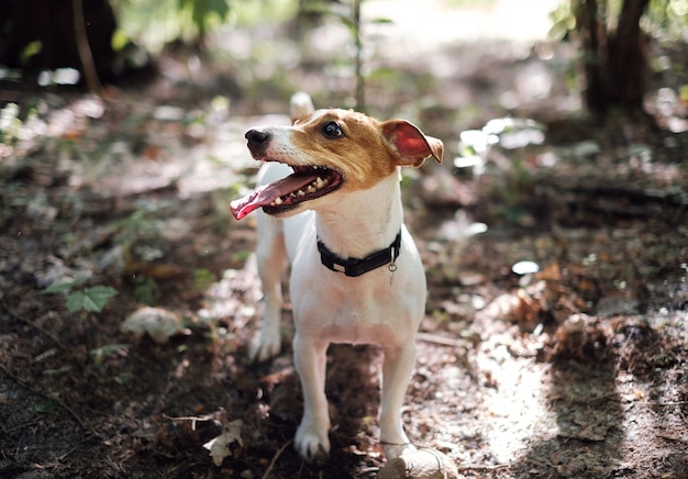 Jack russell terrier brincando na floresta