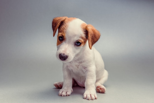 Jack Russell Terrier cachorrinho sentado