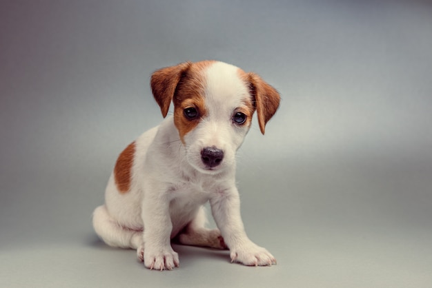 Jack Russell Terrier cachorrinho sentado