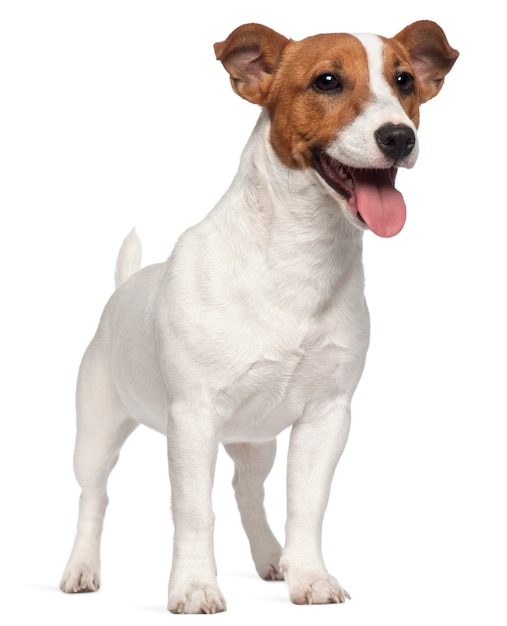 Jack Russell Terrier cachorro, 6 meses de edad, de pie