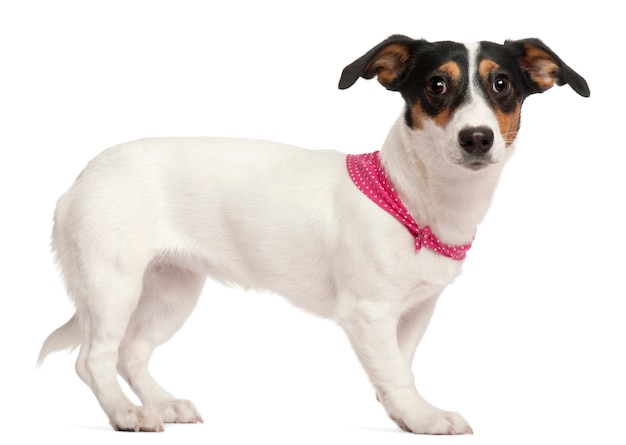 Jack Russell Terrier cachorro, 6 meses de edad, de pie