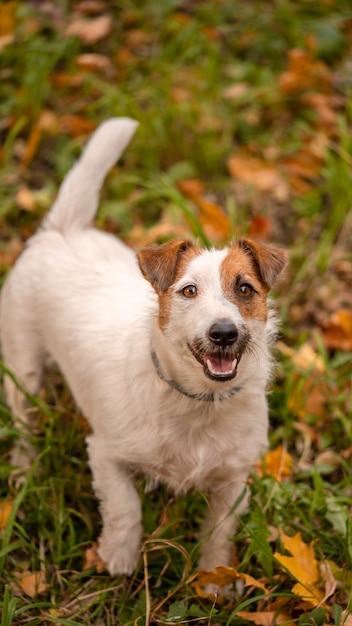 Jack russell terrier cachorro com muitas folhas de outono amarelas e vermelhas ao redor. Passeio de cachorro no parque no outono