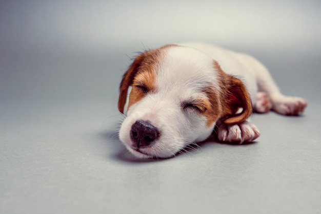 Jack Russell Terrier cachorro durmiendo