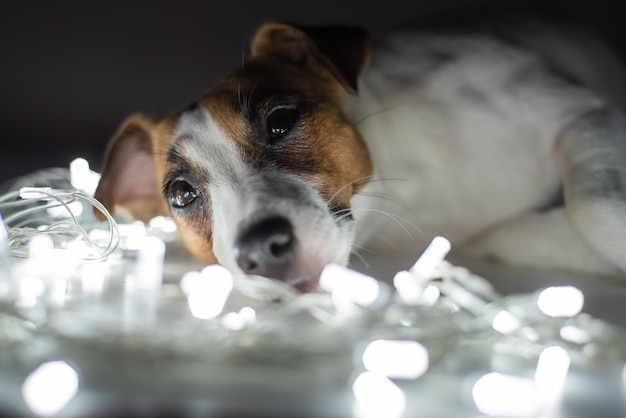 Jack russell terrier cachorro em uma guirlanda na véspera de natal