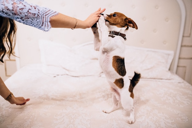 Jack russell terrier cachorro jugando