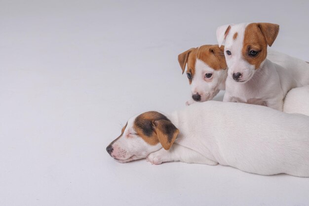 Jack russell terrier cachorros sobre fondo blanco aislado