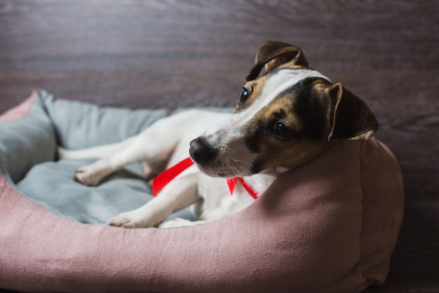 Jack Russell Terrier en la cama del perro tumbona