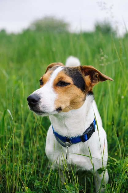 Jack Russell Terrier caminando en la hierba verde del campo