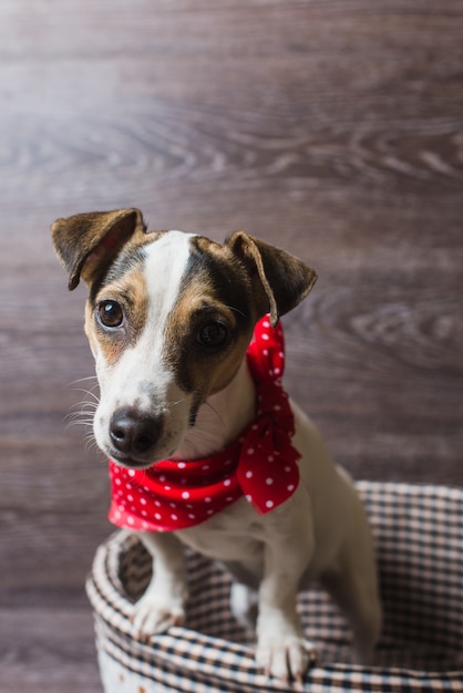 Jack Russell Terrier en canasta marrón