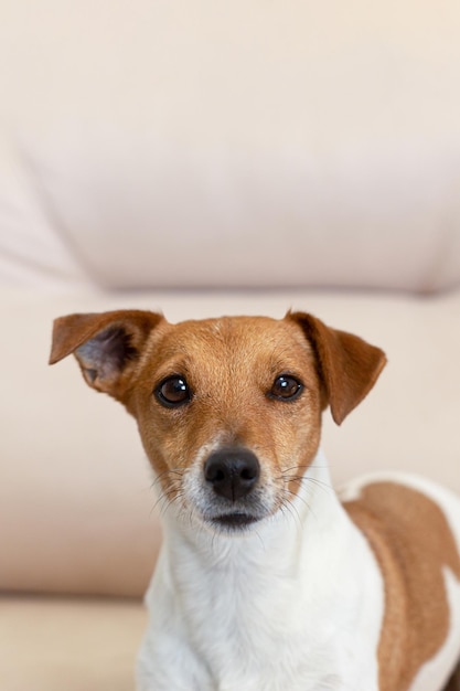 Jack Russell terrier cão puro-sangue closeup Animais de estimação