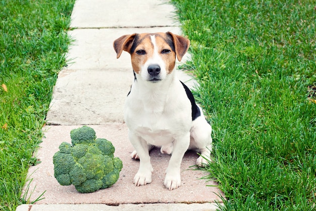 Jack russell terrier cão sentado com brócolos ao ar livre