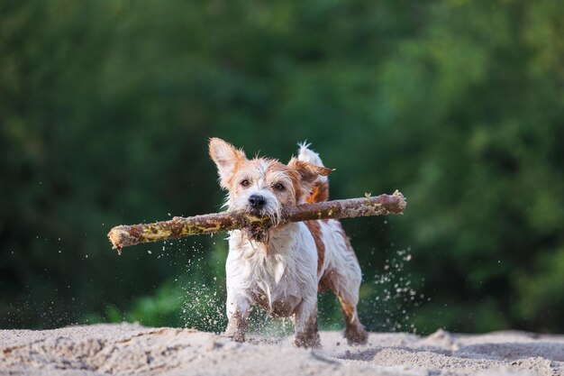 Jack Russell Terrier carrega um bastão na boca brincando com um cão na areia contra o fundo de uma floresta verde