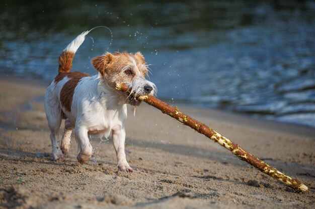 Jack Russell Terrier carrega um bastão na boca brincando com um cão na areia na margem de um rio florestal