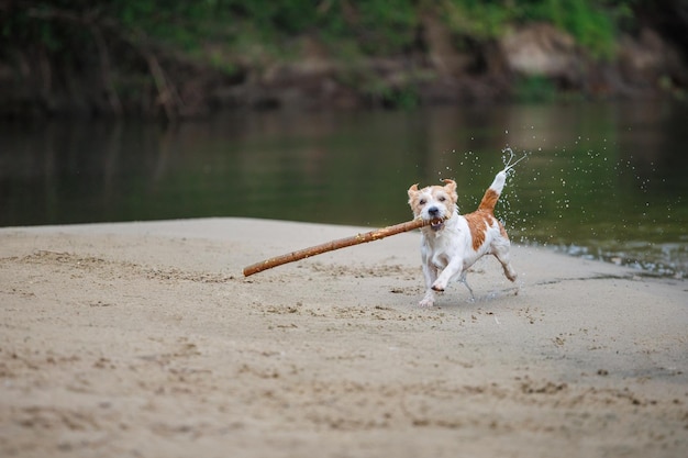Jack Russell Terrier carrega um pedaço de pau na boca Brincando com um cachorro
