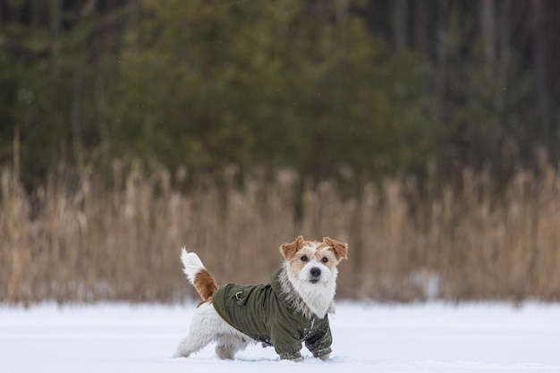 Jack Russell Terrier en una chaqueta verde Snowing Dog en el bosque en invierno Fondo para la inscripción