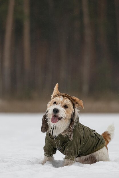 Jack Russell Terrier en una chaqueta verde y sombrero con orejeras Perro nevando en el bosque en invierno Fondo para la inscripción