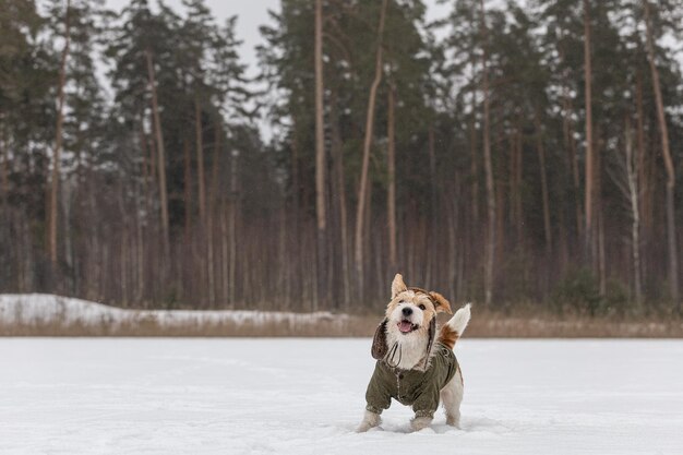 Jack Russell Terrier en una chaqueta verde y sombrero con orejeras Perro nevando en el bosque en invierno Fondo para la inscripción