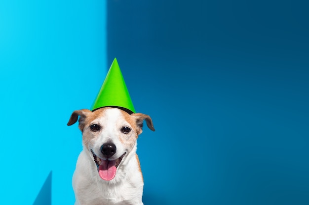 Jack russell terrier con cono de fiesta verde sobre fondo azul.