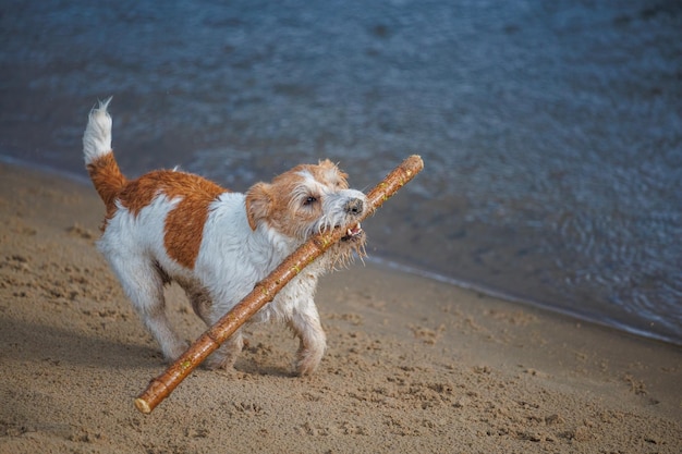 Jack Russell Terrier corre ao longo da margem do rio O cachorro carrega um pedaço de pau nos dentes
