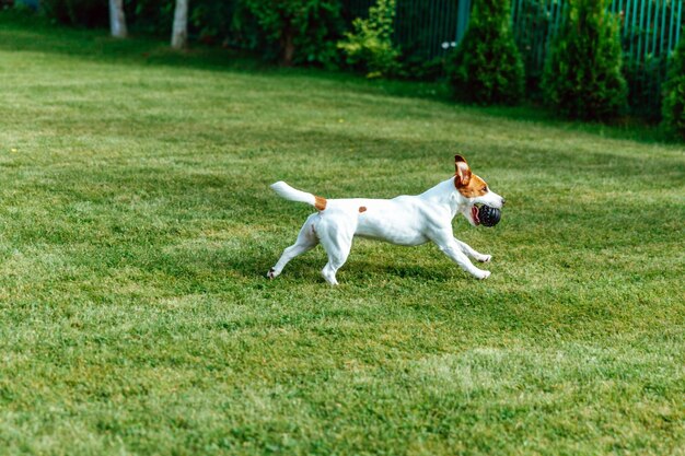 Jack Russell Terrier corre con la pelota a través de la hierba