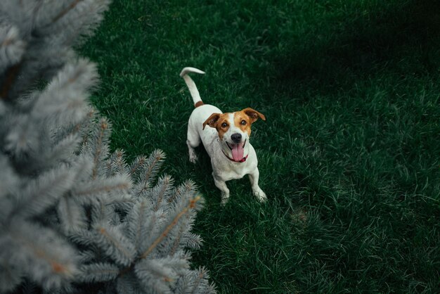 Jack Russell Terrier correndo e pulando na câmera