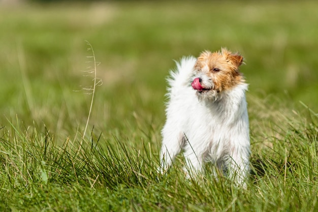 Jack russell terrier correndo na grama verde na competição de curso de atração