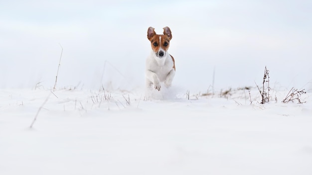 Jack Russell terrier corriendo sobre un campo cubierto de nieve hacia la cámara, con las orejas volando en el aire