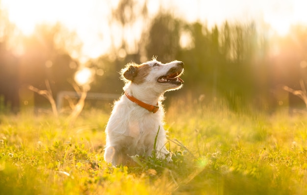 Jack russell terrier de raça pura caminhar ao ar livre na grama ao pôr do sol, luz do sol suave em um parque