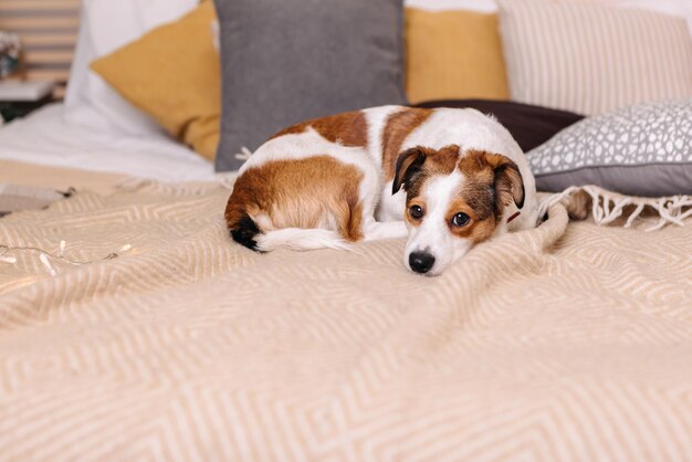 Jack Russell Terrier de raça pura deitado na cama Árvore de Natal Decorações de Ano Novo Brinquedos Bolas