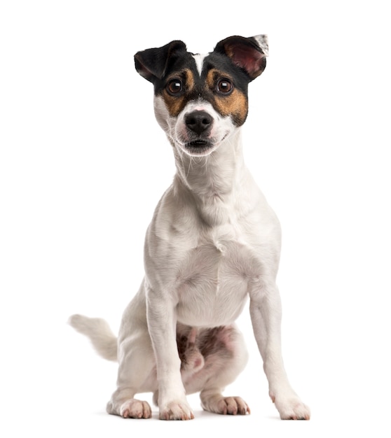 Jack Russell Terrier delante de una pared blanca