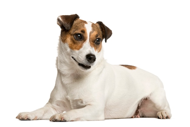 Jack Russell Terrier delante de la pared blanca