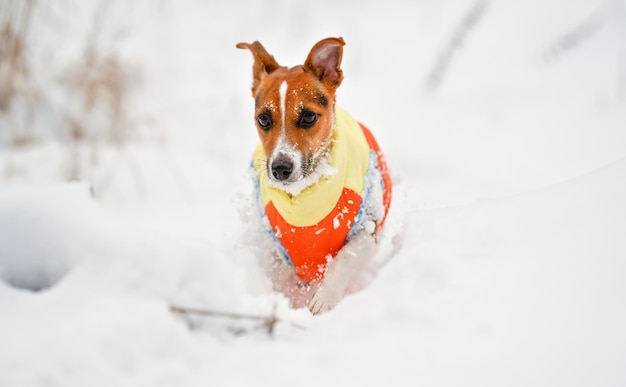 Jack Russell Terrier, der im tief verschneiten Feld in Richtung Kamera geht und warme Winterkleidung trägt