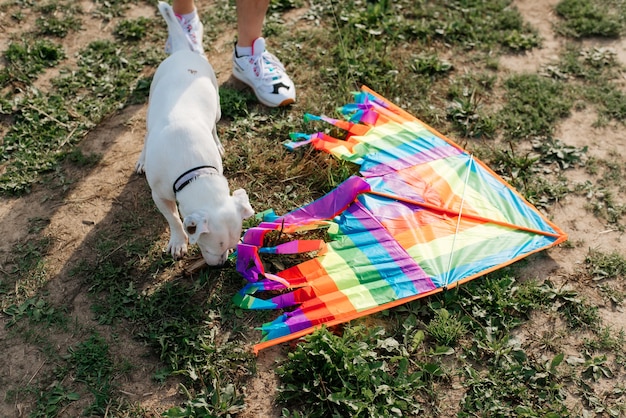 Jack Russell Terrier, der Regenbogendrachen schnüffelt, der auf Gras im Freien Draufsicht liegt