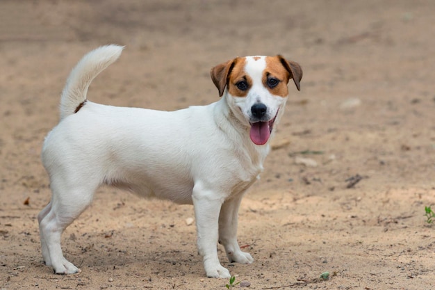 Jack Russell Terrier, eine Rasse von Jagdhunden, Nahaufnahme auf sandigem Hintergrund