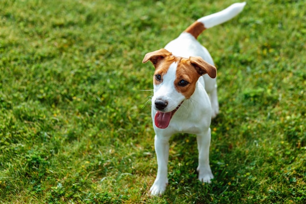 Jack Russell Terrier em pé na grama