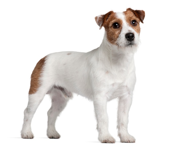 Jack russell terrier, em pé