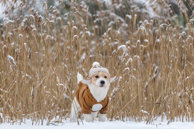 Jack Russell Terrier em um chapéu com protetores de orelha e uma jaqueta marrom fica em um matagal de juncos no inverno Snowing Blur para inscrição