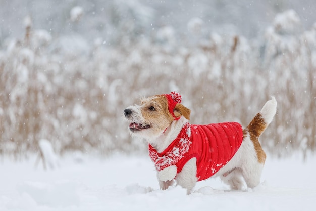 Jack Russell Terrier em um chapéu de jaqueta vermelha e cachecol fica na floresta Há uma tempestade de neve no fundo Conceito de Natal