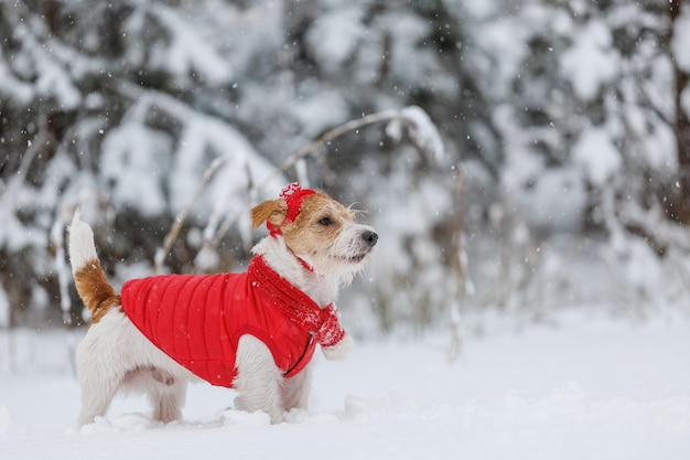 Jack Russell Terrier em um chapéu de jaqueta vermelha e cachecol fica na floresta Há uma tempestade de neve no fundo Conceito de Natal