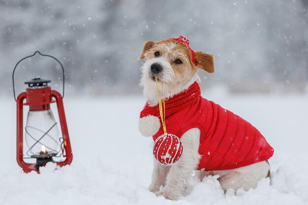 Jack Russell Terrier em um chapéu de jaqueta vermelha e cachecol senta-se ao lado de uma lâmpada de querosene acesa na floresta Há uma tempestade de neve no fundo Conceito de Natal