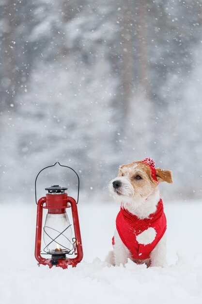 Jack Russell Terrier em um chapéu de jaqueta vermelha e cachecol senta-se ao lado de uma lâmpada de querosene acesa na floresta Há uma tempestade de neve no fundo Conceito de Natal