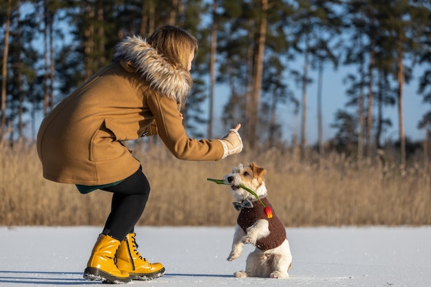 Jack Russell Terrier em um suéter de malha marrom está dragando na boca de uma flor de primavera Um cachorro na neve oferece uma tulipa para uma garota contra o pano de fundo de uma floresta