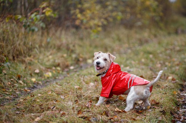 Jack Russell Terrier em uma capa de chuva amarela caminha pelo parque de outono Cachorro andando em folhas de outono