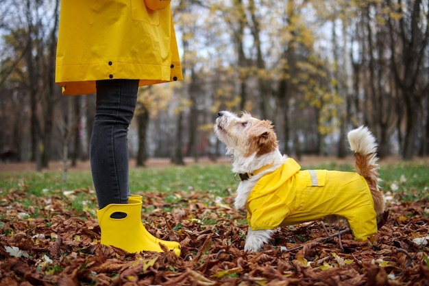 Jack russell terrier em uma capa de chuva amarela na frente de uma garota no parque