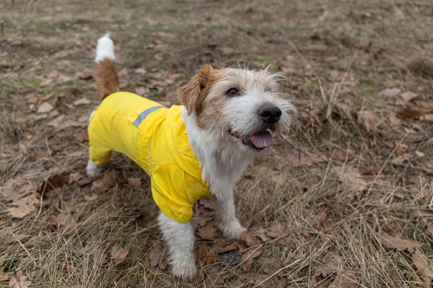 Jack Russell Terrier em uma capa de chuva amarela para passear O cachorro fica no parque contra o pano de fundo das árvores Tempo chuvoso sujo de primavera