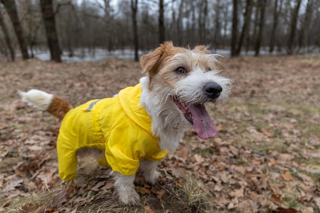 Jack Russell Terrier em uma capa de chuva amarela para passear O cachorro fica no parque contra o pano de fundo das árvores Tempo chuvoso sujo de primavera
