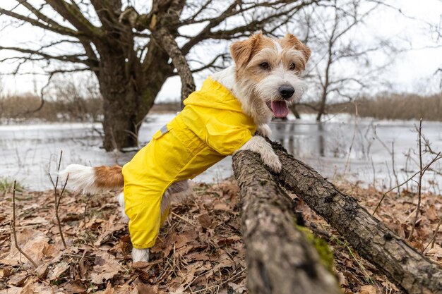 Jack Russell Terrier em uma capa de chuva amarela para passear O cachorro fica no parque perto da árvore contra o pano de fundo do lago Tempo sujo de primavera