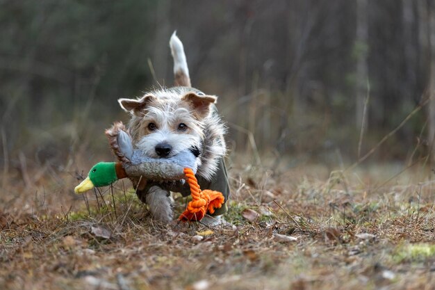 Jack Russell Terrier em uma jaqueta verde com um pato de pelúcia Cachorro na caça no fundo da floresta