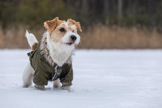 Jack Russell Terrier em uma jaqueta verde Snowing Dog na floresta no inverno Fundo para a inscrição